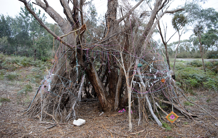 Cubby (artistic shelter made of branches) around a tree built by kids