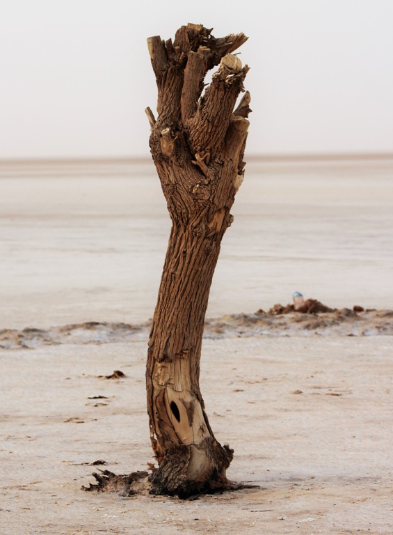 A desert landscape with a dead tree. All the branches have been pruned off the tree